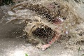 img_2070_kopie_large.jpg
